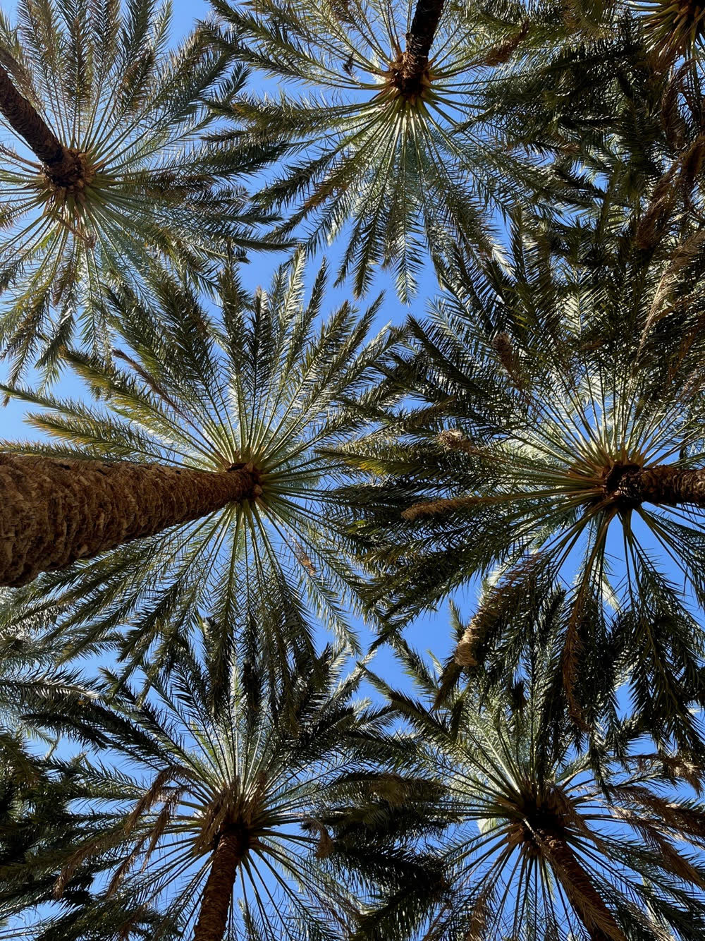 Date palms viewed from below against a clear blue sky